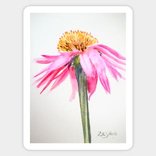 Coneflower Sticker